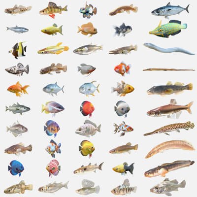 50 Fish Sea Creatures Collection V8