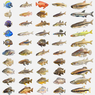 50 Fish Sea Creatures Collection V9