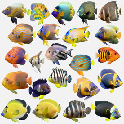 Angelfish Mega Collection 1-23