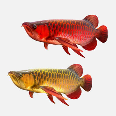 Arowana Fishes