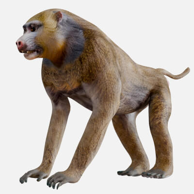 Baboon Monkey