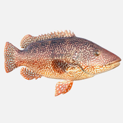 Ballan Wrasse Fish
