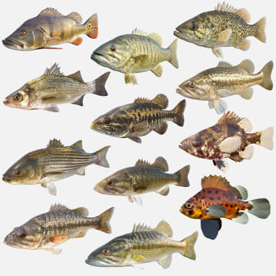 Bass Fish Collection 1-12