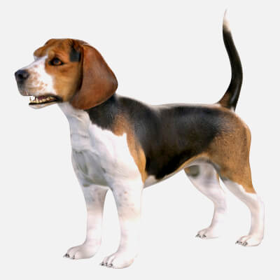 Beagle Dog 3d model