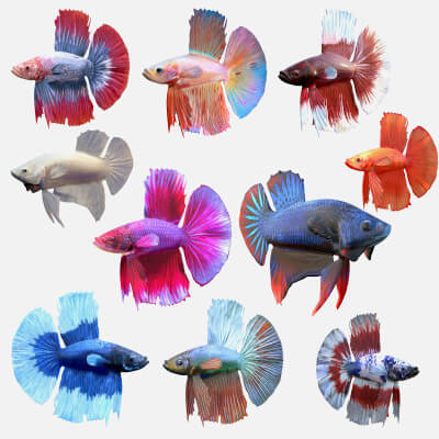 Betta Fish Collection