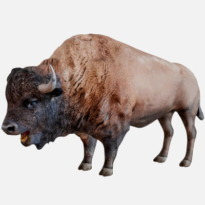 Bison Wild Ox