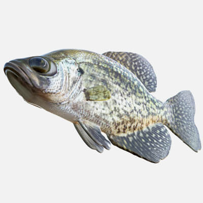 Black Crappie Fish