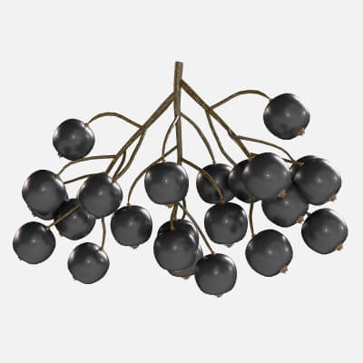 Black Currant