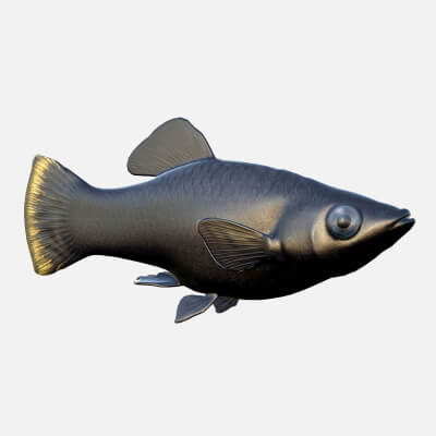Black Molly Fish
