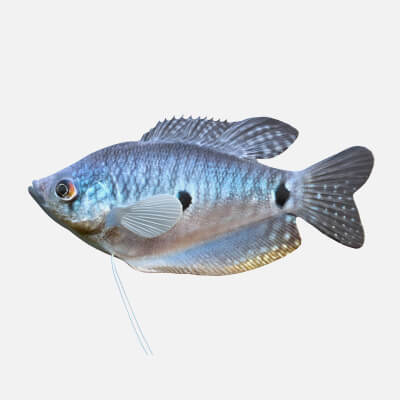 Blue Gourami Fish