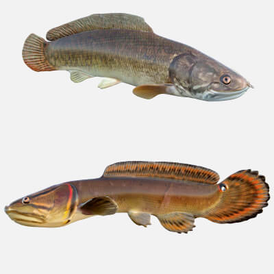 Bowfin Amia Calva Collection