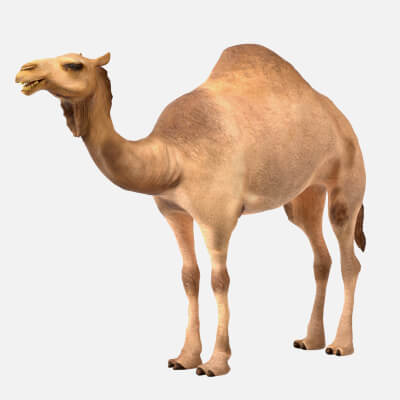 Camel 3d model