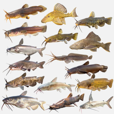 Catfish Collection 1-16