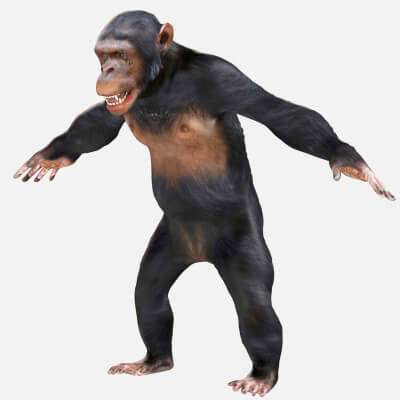 Chimpanzee 3d model