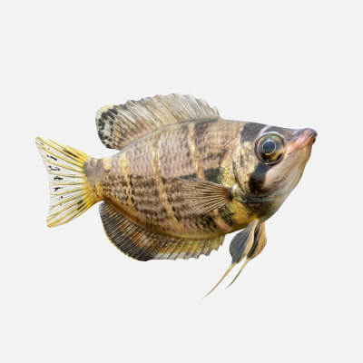 Chocolate Gourami