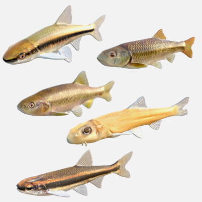 Chub Fish Collection