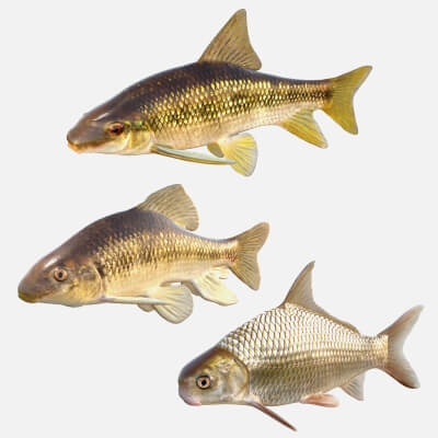 Chubsucker and Carpsucker Fish