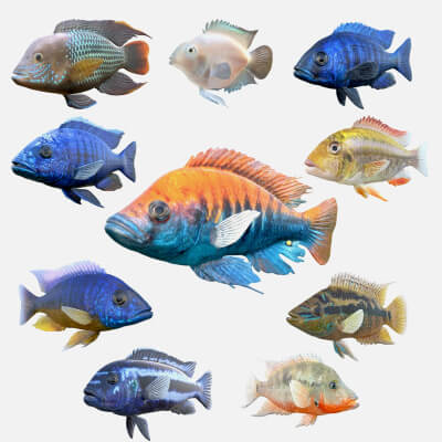 Cichlid Fish Collection 1-10