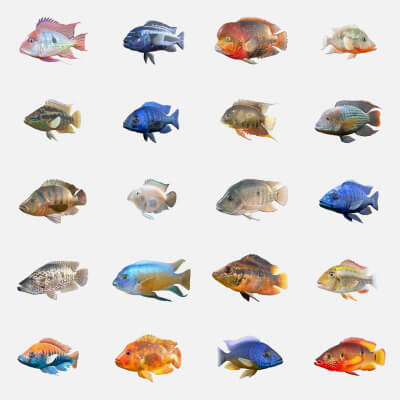 Cichlid Fish Collection 1-20