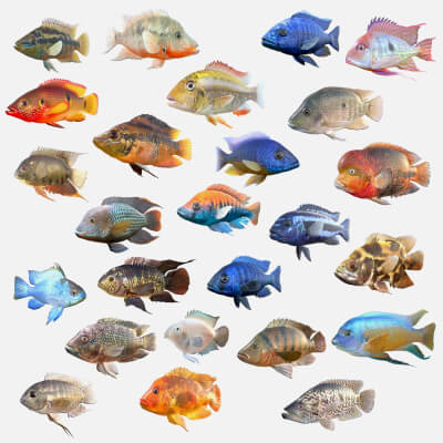 Cichlid Fish Collection 1-25