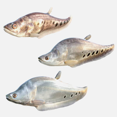 Clown Knifefish Collection