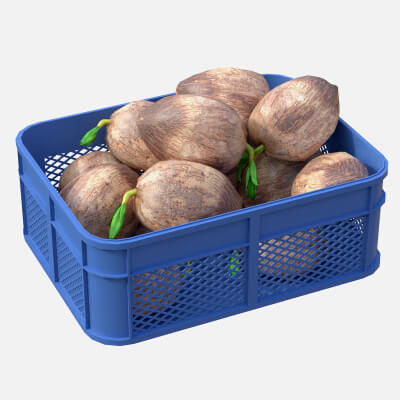 Coconut Sprout Plastic Crate