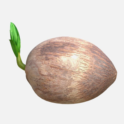 Coconut Sprout