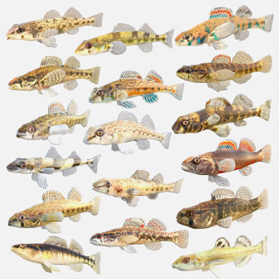 Darter Fish Collection 1-17
