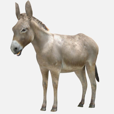 Donkey 3D Model