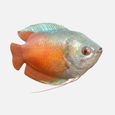 Dwarf Gourami