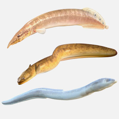 Eel Fish Collection