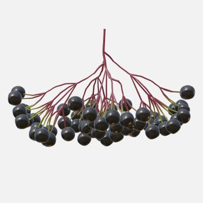 Elderberry Fruit