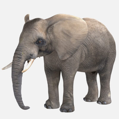 Elephant 3D Model