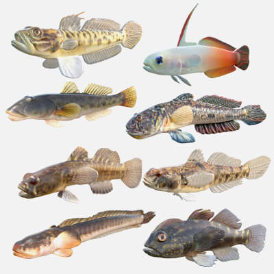 Goby Fishes Collection 1-8