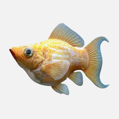 Golden Balloon Molly