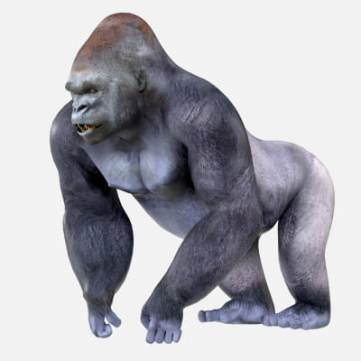 Gorilla 3D Model