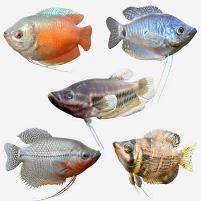 Gourami Fish Collection