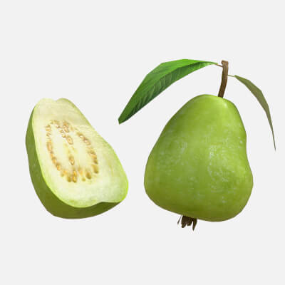 Guava Fruit 3d model