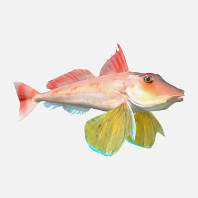 Gurnard Fish