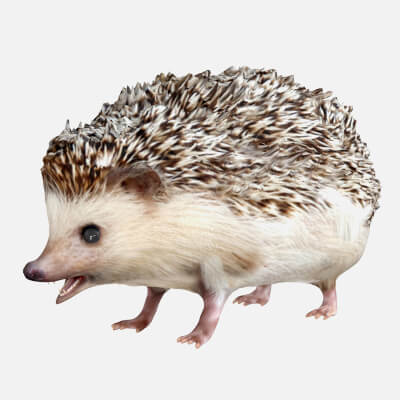 Hedgehog 3D Model
