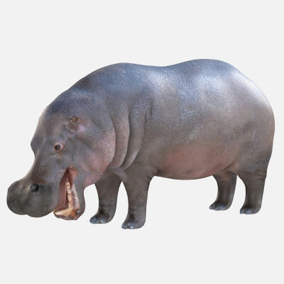 Hippopotamus