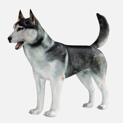 Husky Dog 3D Model
