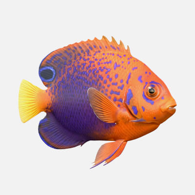 Interruptus Angelfish