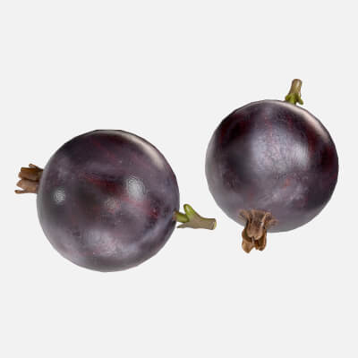 Jostaberry Fruit