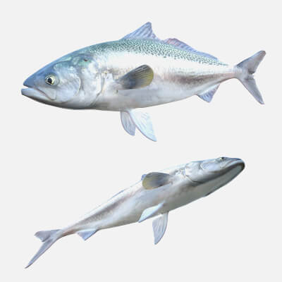 Kahawai Fish