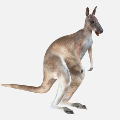 Kangaroo 3D Model