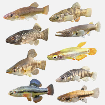 Killifish Collection 1-9