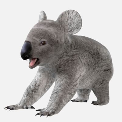 Koala 3D Model