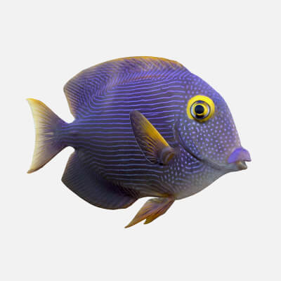 Kole Tang Fish