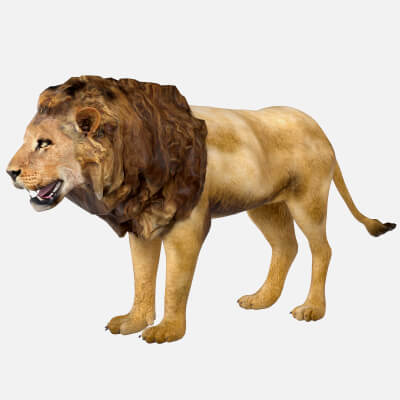 Lion 3D Model